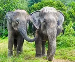 Elephant Trekking in Phuket versus Elephant Sanctuaries