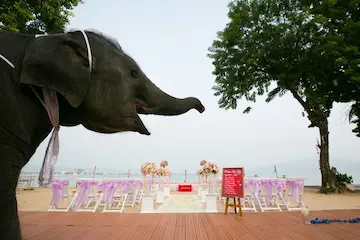 Elephant for a wedding in Phuket