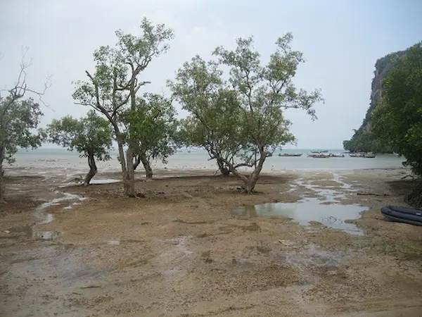 Mangroves East Railay
