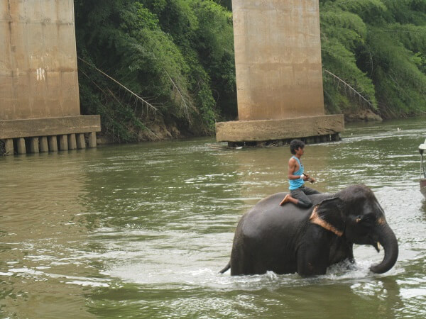 Elephant enjoying a bath in the River Kwai.