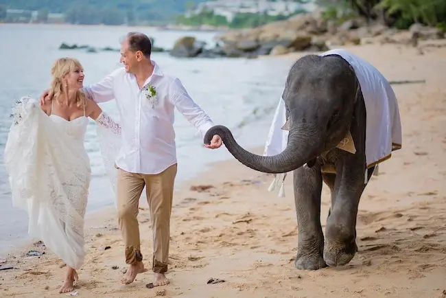 Elephant for Ivory wedding in Phuket