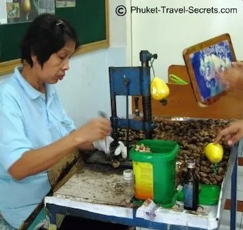 Lady cracking cashew nuts at the Cashew factory in Phuket Cracking open the Cashew Nut