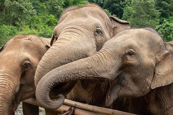 Elephant trekking in Phuket