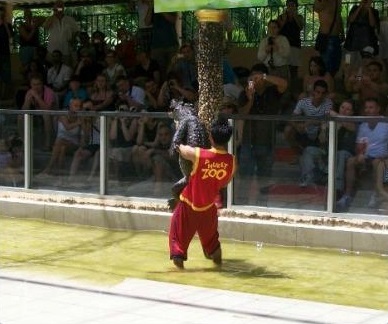 Handler with a crocodile at the zoo in Phuket. Handler with a crocodile at the zoo in Phuket.