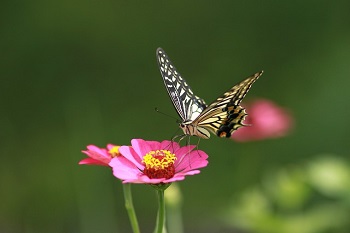 Butterfly Garden in Phuket