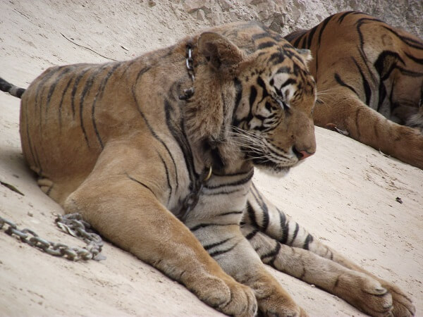 More sleepy Tigers in the canyon at the Tiger Temple. More sleepy Tigers in the canyon at the Tiger Temple.