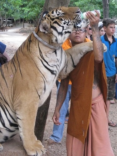 A Monk feeding one of the Tigers at the Tiger Temple in Kanchanaburi. A Monk feeding one of the Tigers at the Tiger Temple in Kanchanaburi.