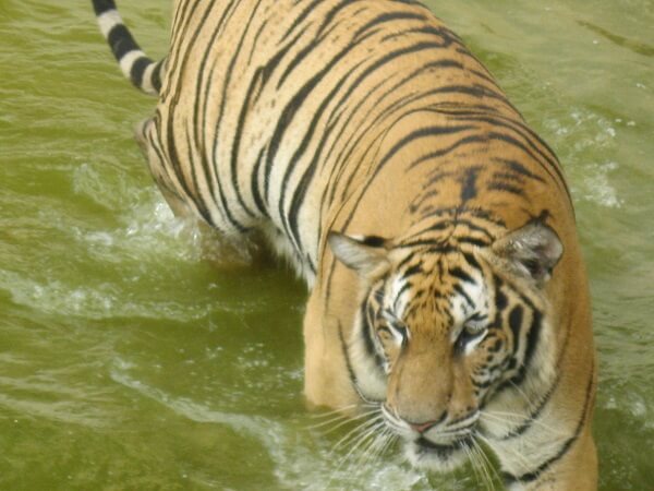 Tiger taking a swim at the Tiger temple in Kanchanaburi. Tiger taking a swim at the Tiger temple in Kanchanaburi.