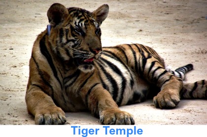 Tiger Temple Kanchanaburi