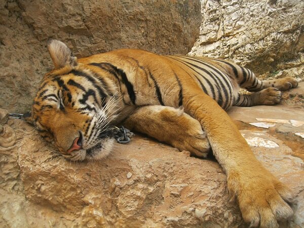 One of the many sleeping tigers lying in the hot sun at the Tiger Temple. One of the many sleeping tigers lying in the hot sun at the Tiger Temple.